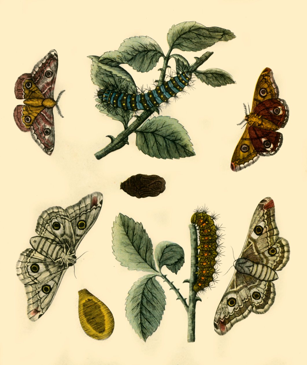 Emperor Moth, 1749, 1943 de H Terasson