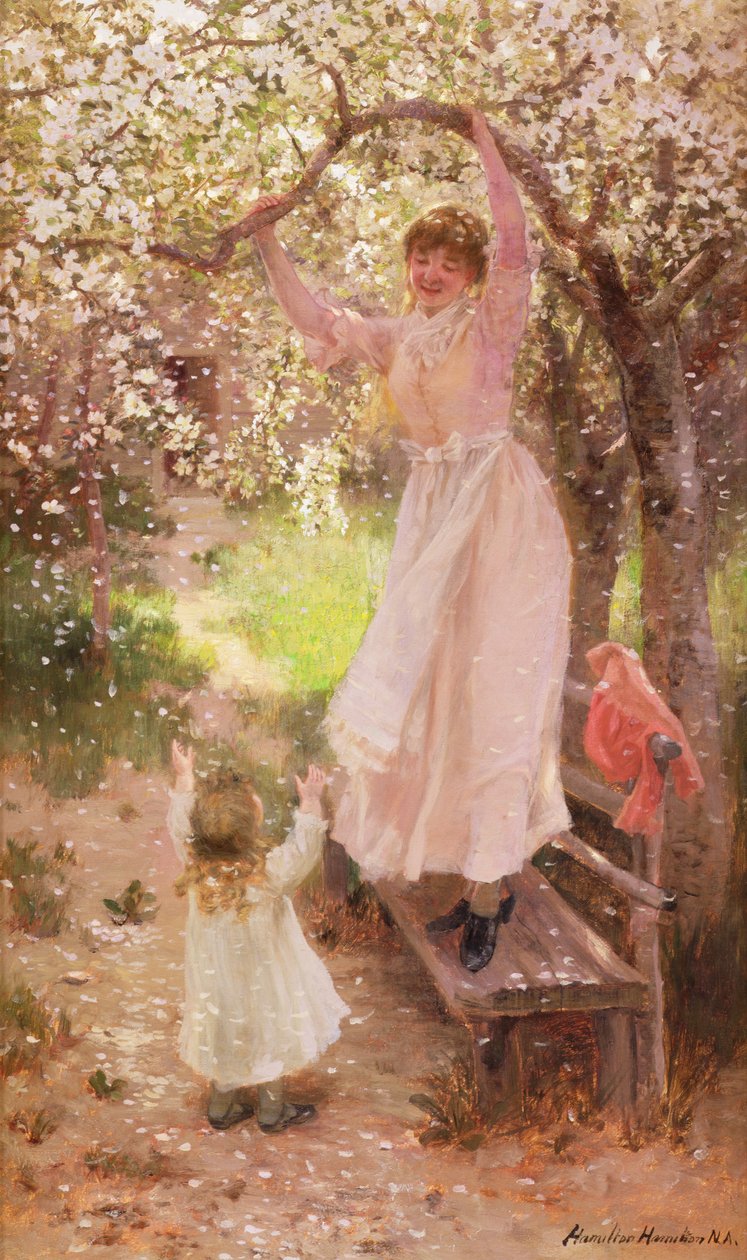 Caída de flores de manzano de Hamilton Hamilton