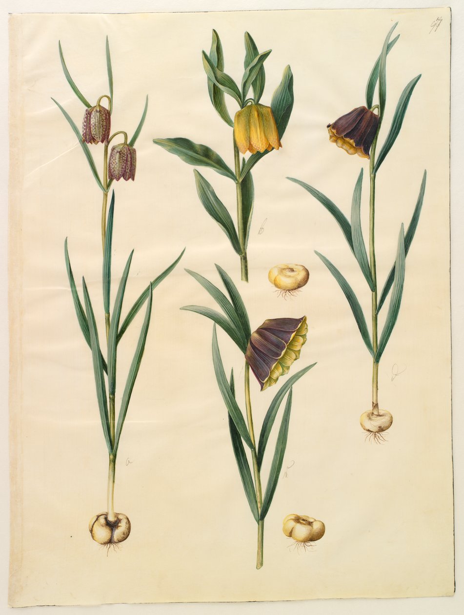 Fritillaria meleagris; Fritullaria lutea o Fritullaria latifolia var lutea; Fritillaria pyrenaica de Hans Simon Holtzbecker