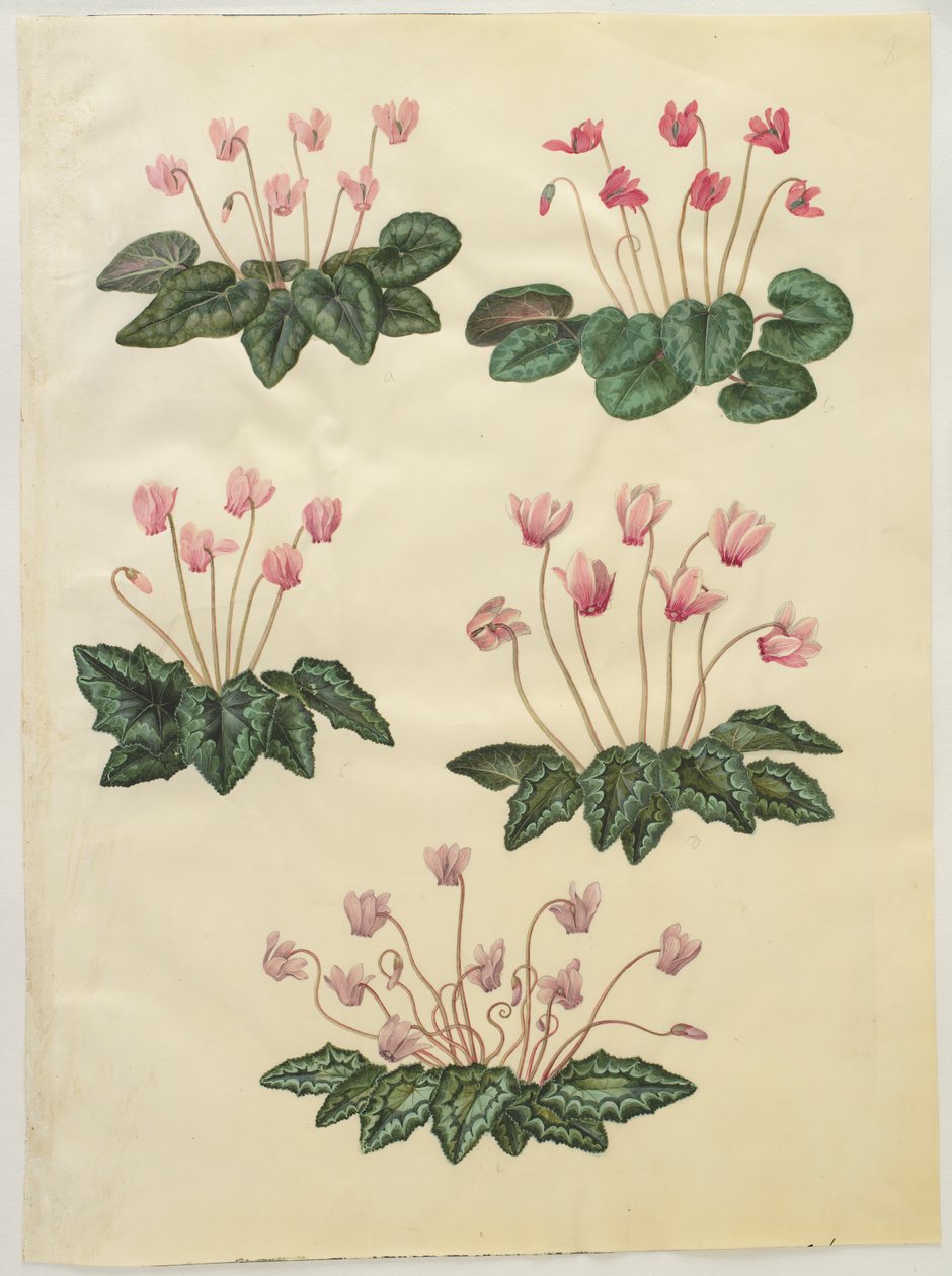 Cyclamen purpurascens; Cyclamen hederifolium de Hans Simon Holtzbecker