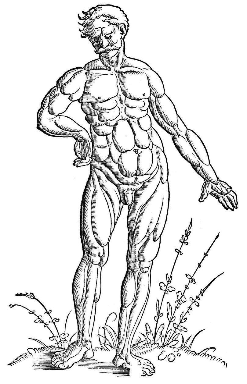 Baldung - Anatomía - Hombre de Hans Baldung Grien