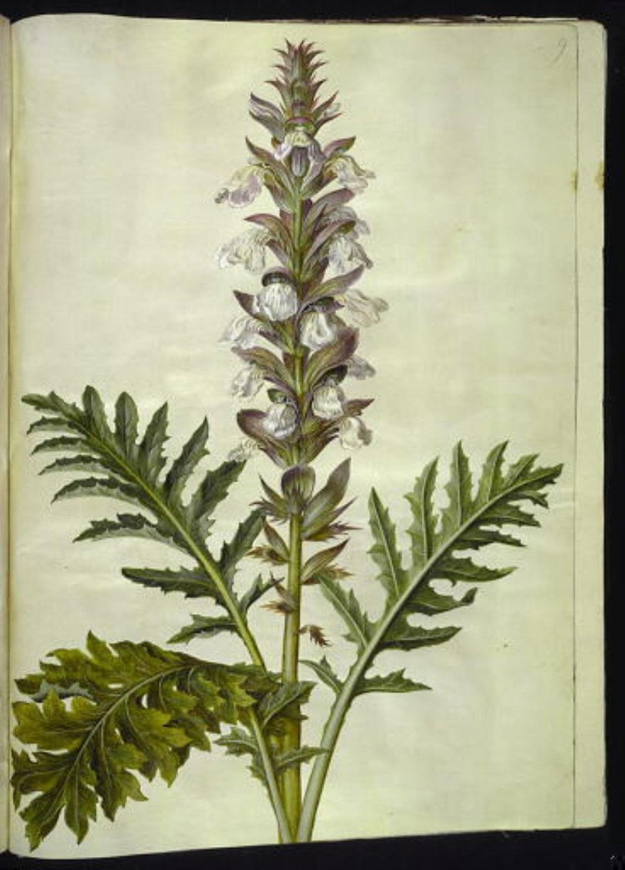 Acanthus hungaricus (acanto húngaro) de Hans Simon Holtzbecker