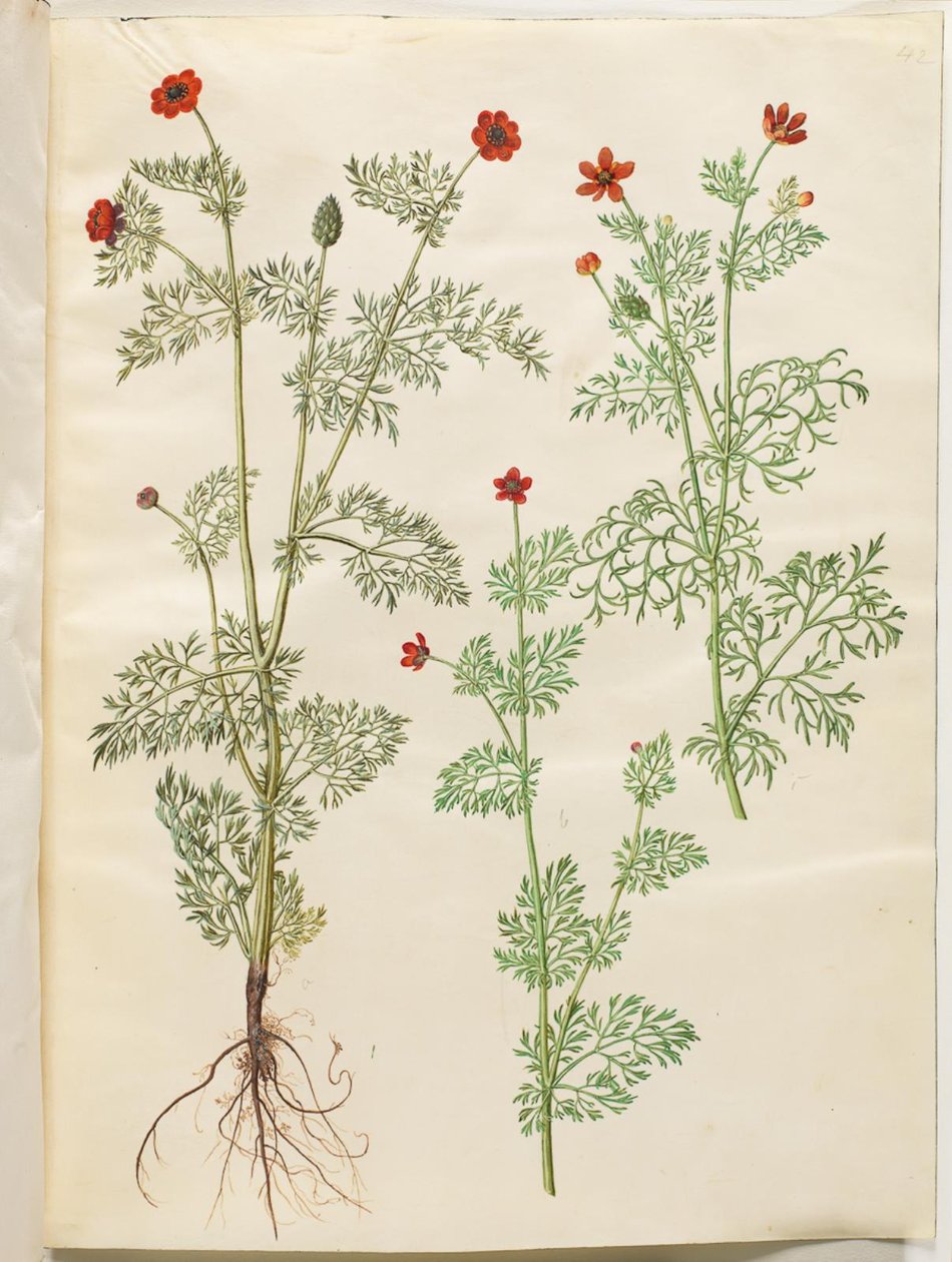 Adonis annua (adonis de otoño); Adonis aestivalis (adonis de verano) de Hans Simon Holtzbecker