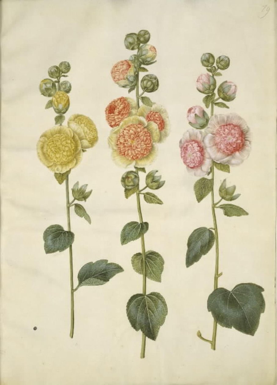 Alcea rosea (malvarrosa) de Hans Simon Holtzbecker