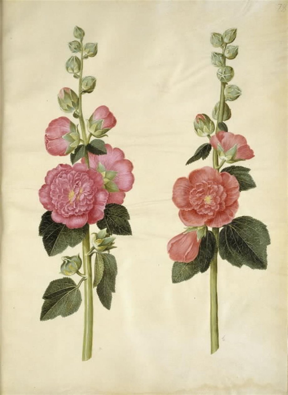 Alcea rosea (malvarrosa) de Hans Simon Holtzbecker