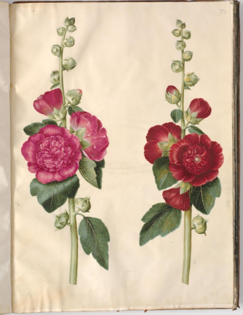 Alcea rosea (malvarrosa) de Hans Simon Holtzbecker