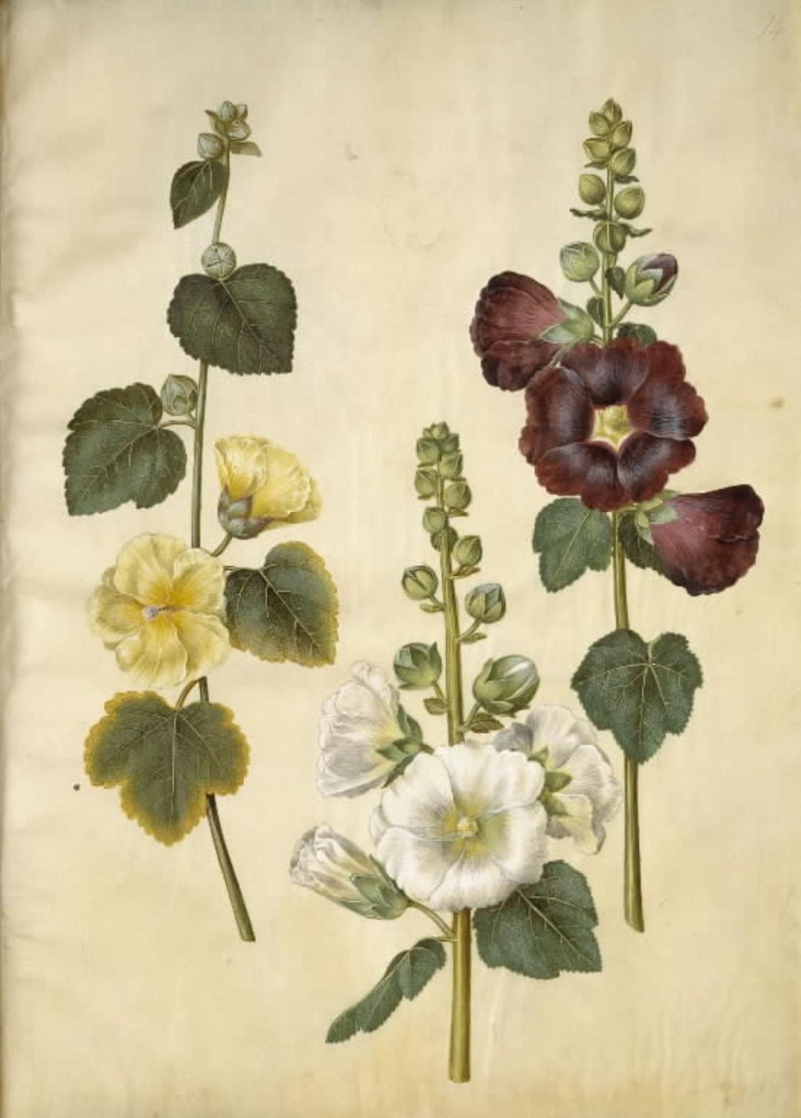 Alcea rosea (malvarrosa) de Hans Simon Holtzbecker
