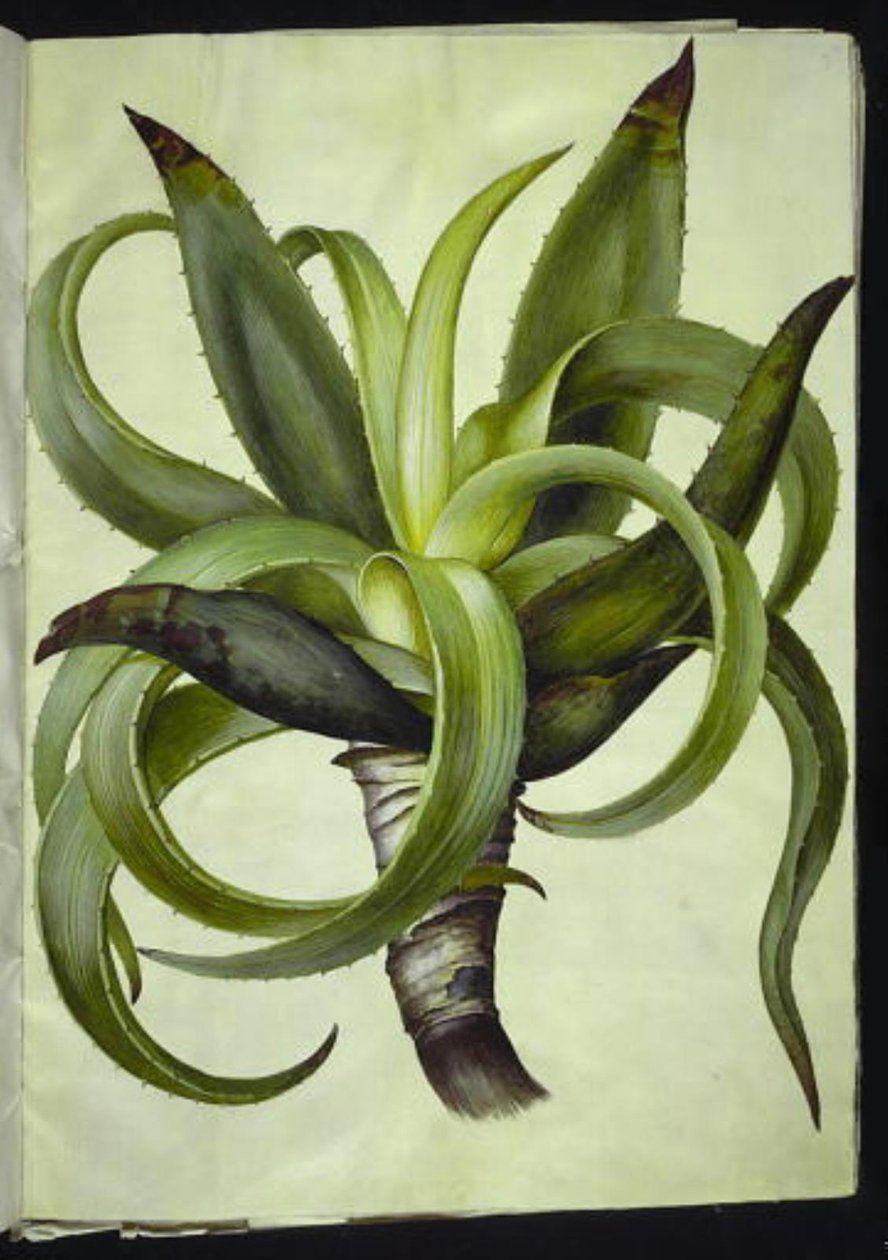 Aloe (aloe) de Hans Simon Holtzbecker