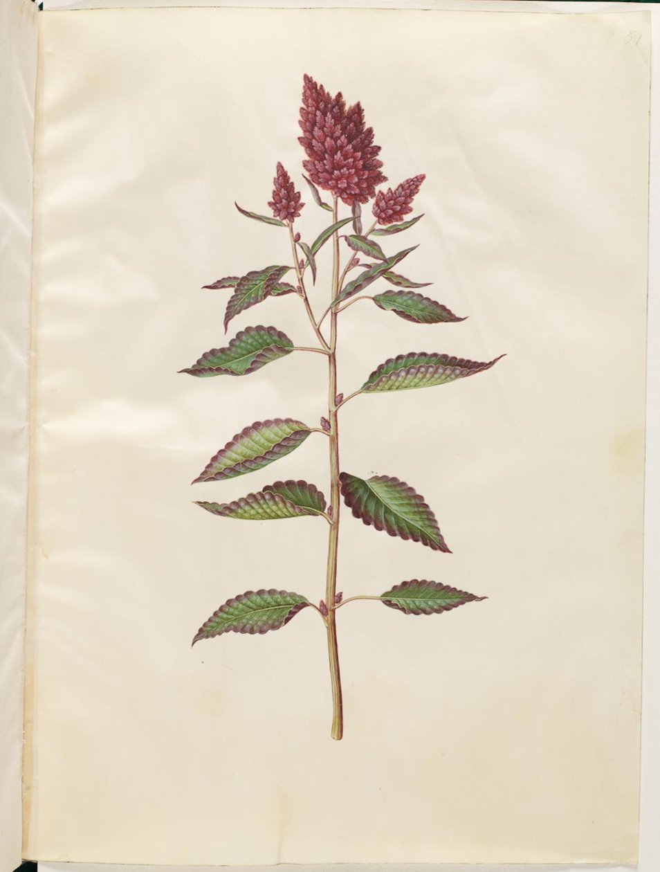 Amaranthus cruentus (amaranto rojo) de Hans Simon Holtzbecker