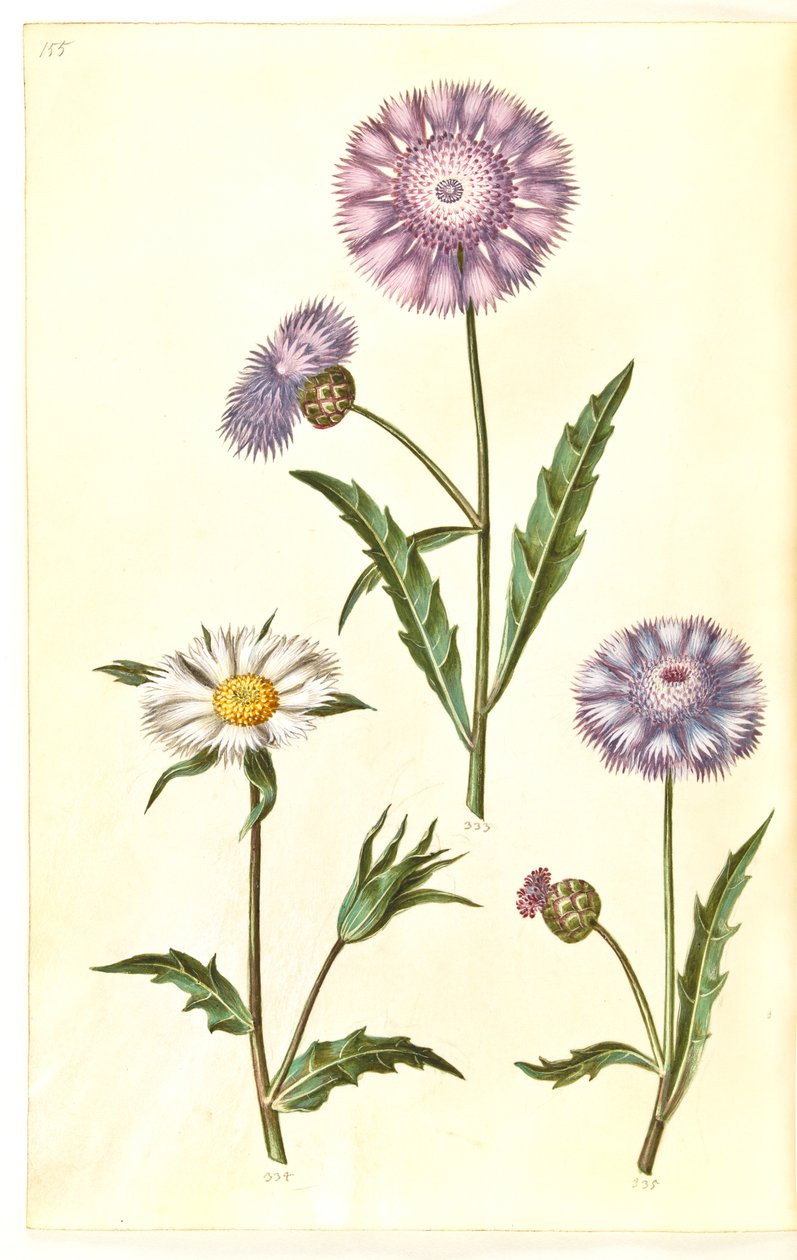 Amberboa moschata (sultán fragante) de Hans Simon Holtzbecker