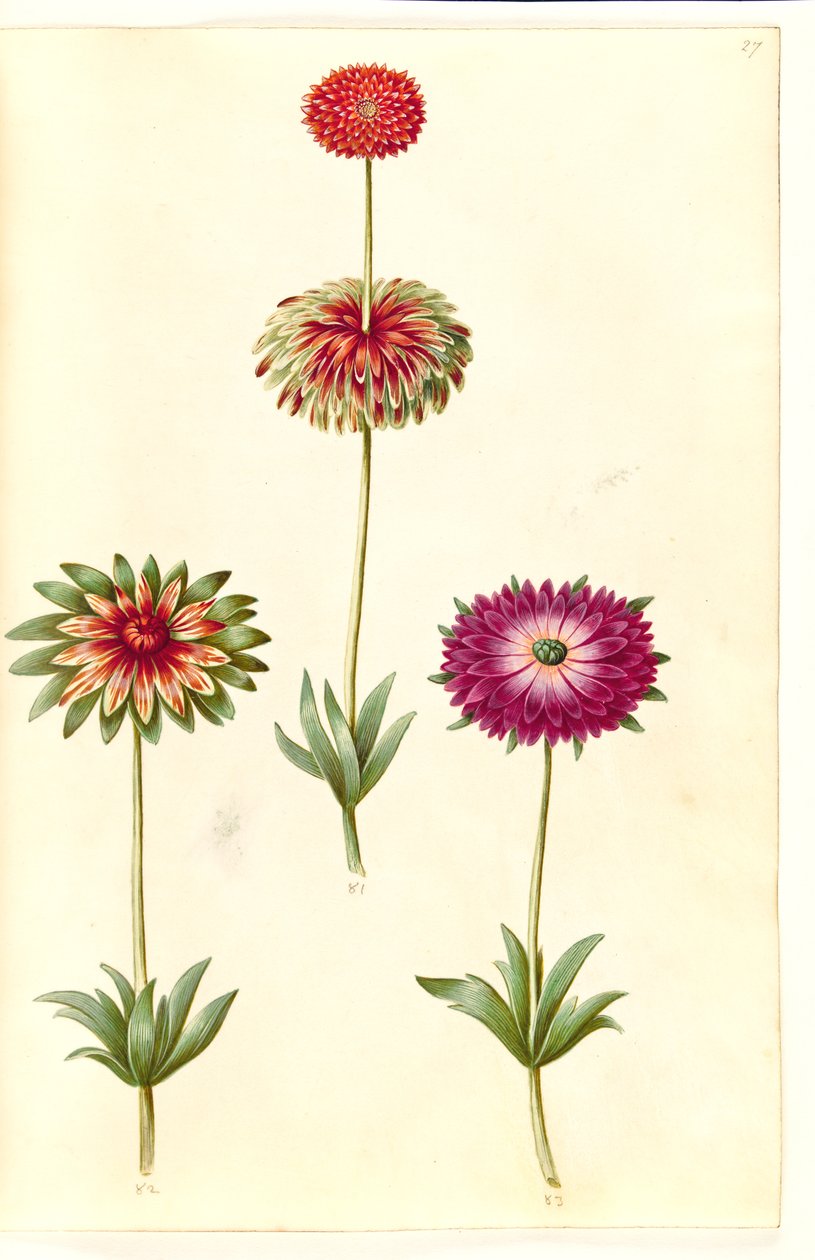 Anemone ×fulgens (anémona brillante) de Hans Simon Holtzbecker