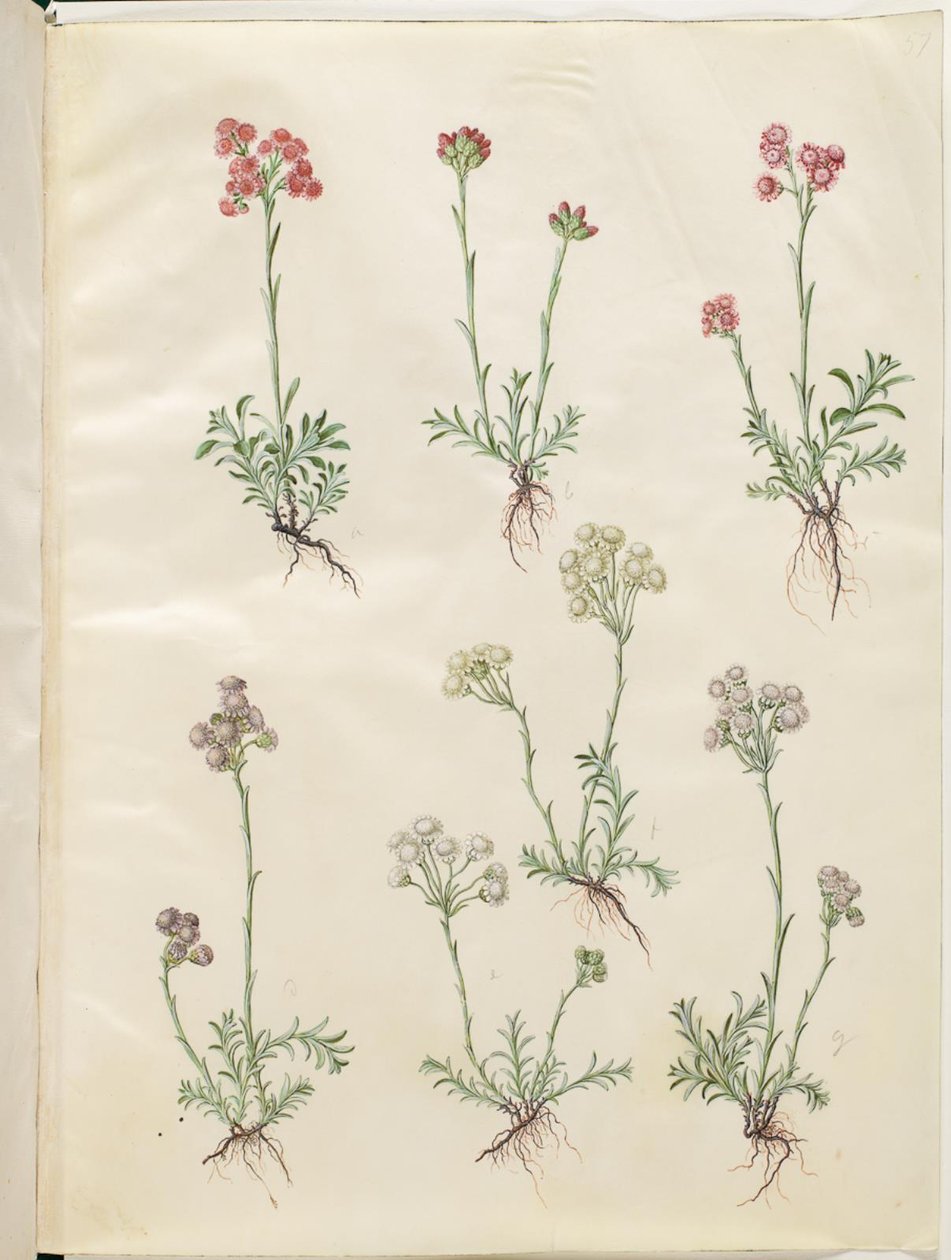Antennaria dioica (pie de gato común) de Hans Simon Holtzbecker