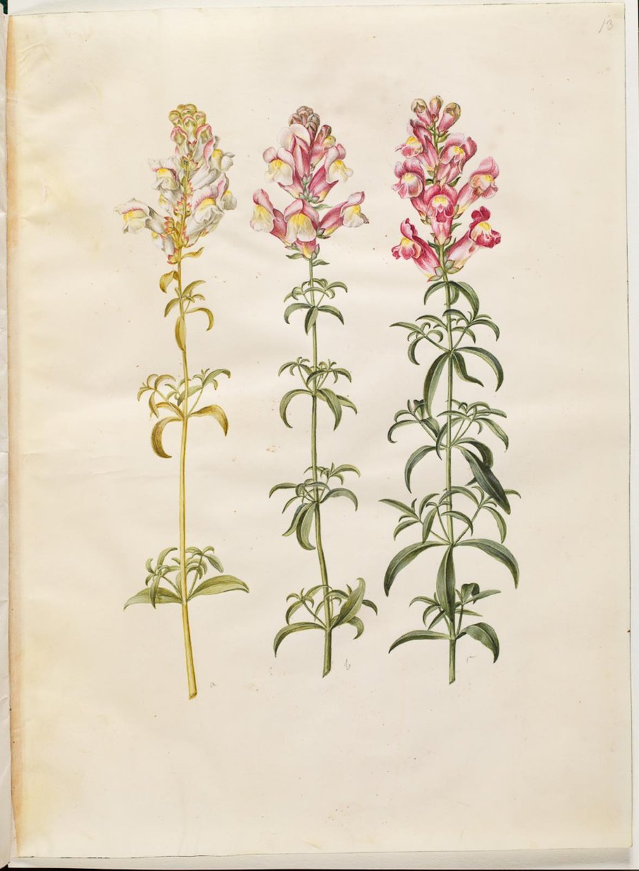 Antirrhinum majus (boca de dragón) de Hans Simon Holtzbecker