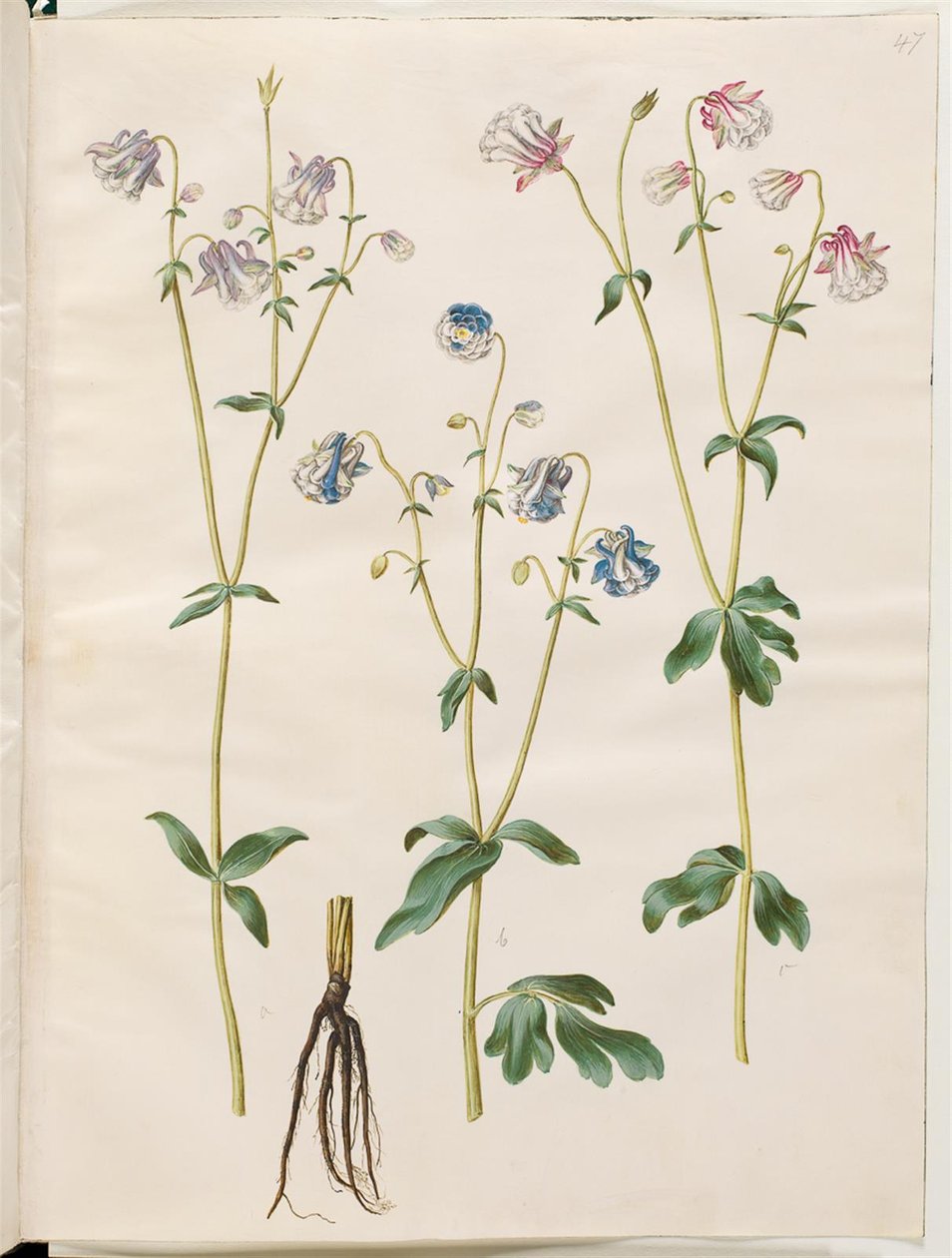 Aquilegia vulgaris de Hans Simon Holtzbecker