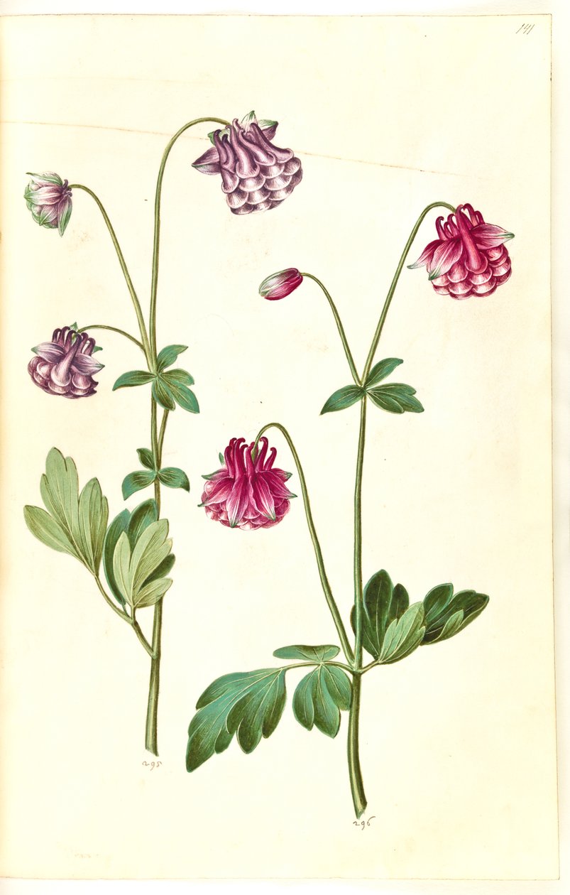 Aquilegia vulgaris (aguileña común) de Hans Simon Holtzbecker