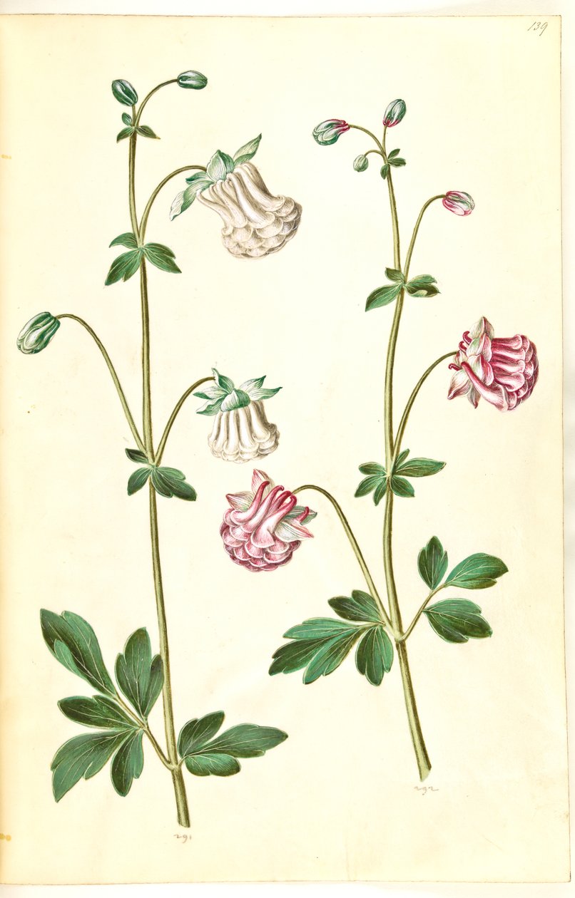 Aquilegia vulgaris (aguileña común) de Hans Simon Holtzbecker