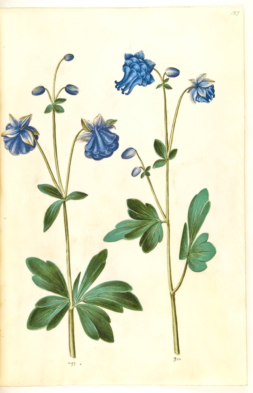 Aquilegia vulgaris (aguileña común) de Hans Simon Holtzbecker