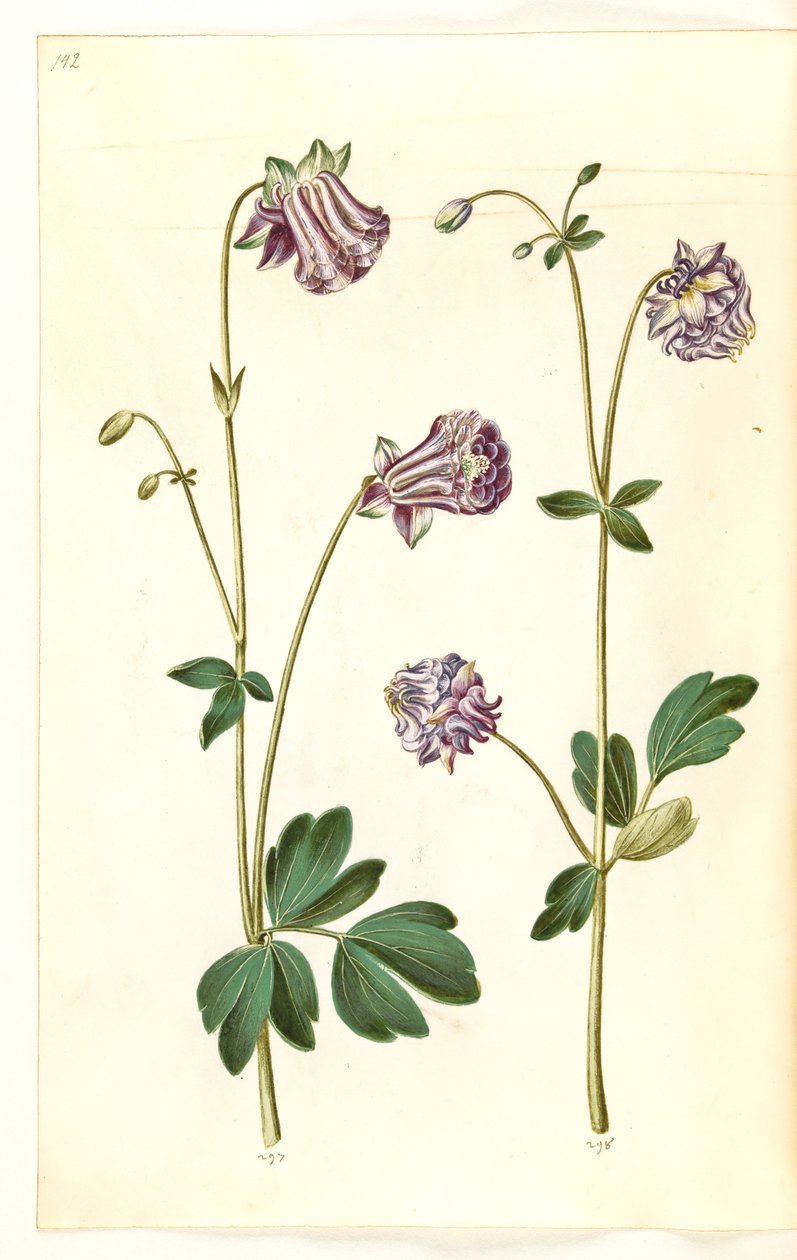 Aquilegia vulgaris (aguileña común) de Hans Simon Holtzbecker