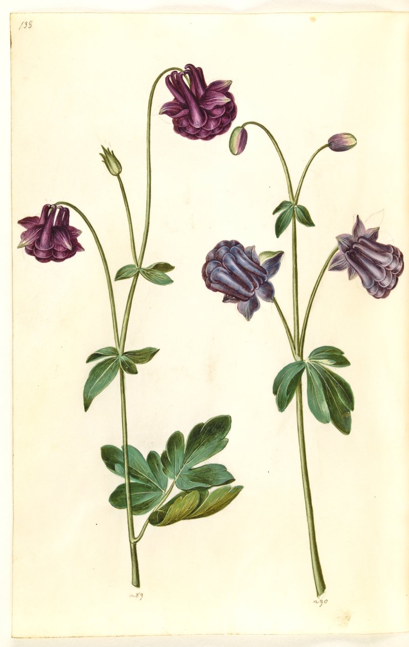 Aquilegia vulgaris (aguileña común) de Hans Simon Holtzbecker