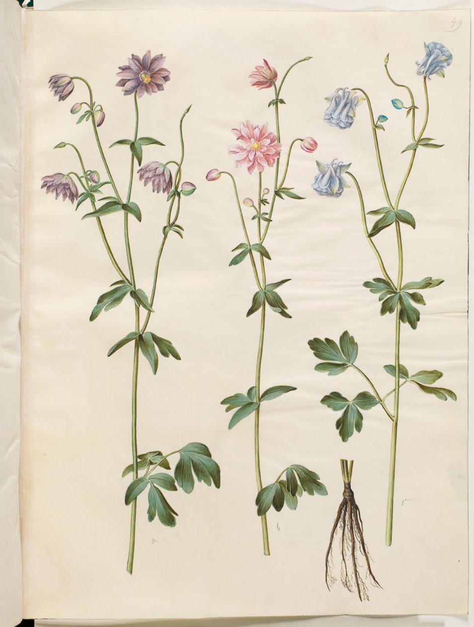 Aquilegia vulgaris (akeleje común) de Hans Simon Holtzbecker