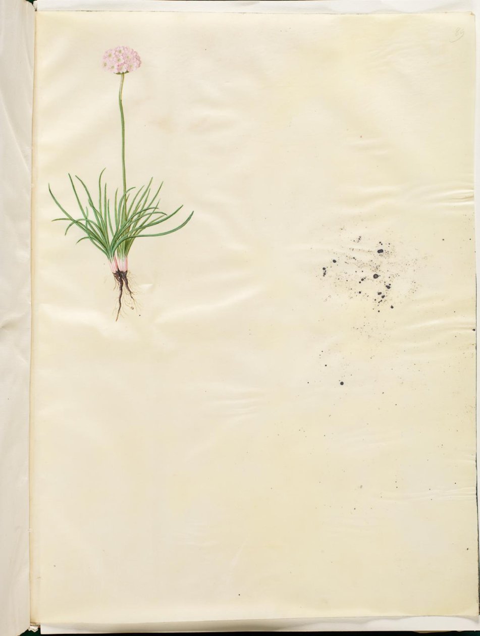 Armeria maritima (hierba inglesa común) de Hans Simon Holtzbecker