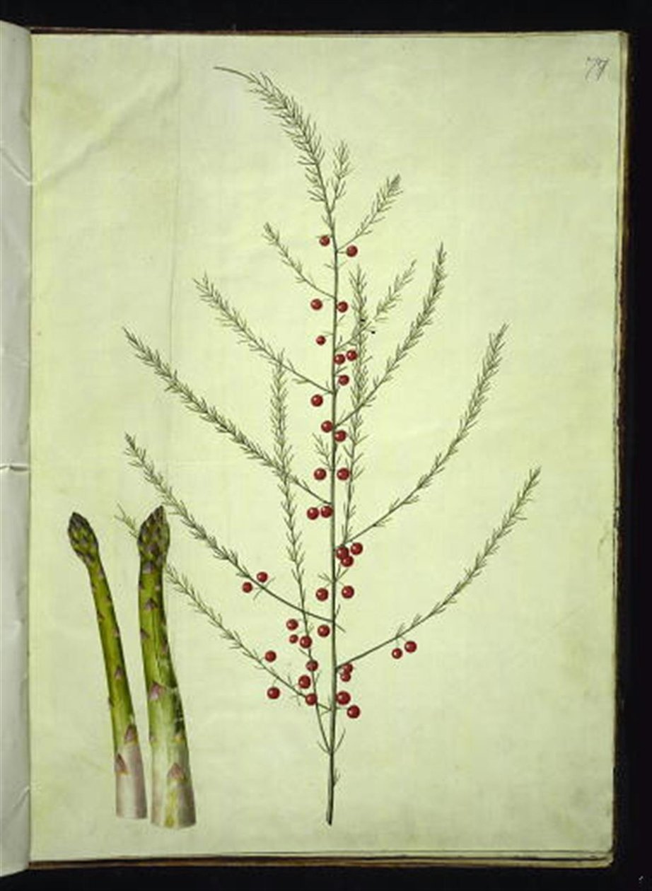 Asparagus officinalis (espárrago común) de Hans Simon Holtzbecker