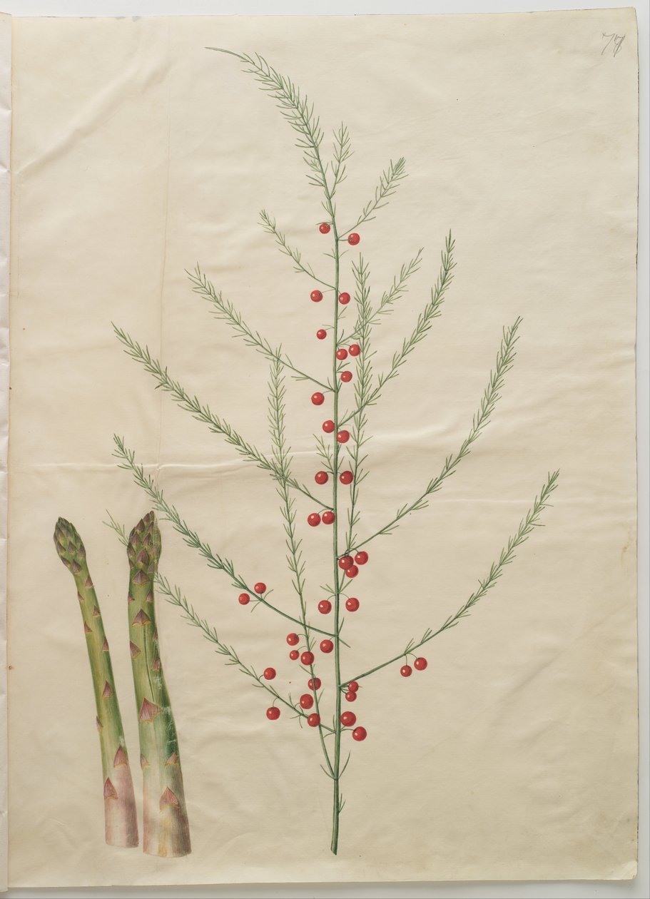 Asparagus officinalis de Hans Simon Holtzbecker
