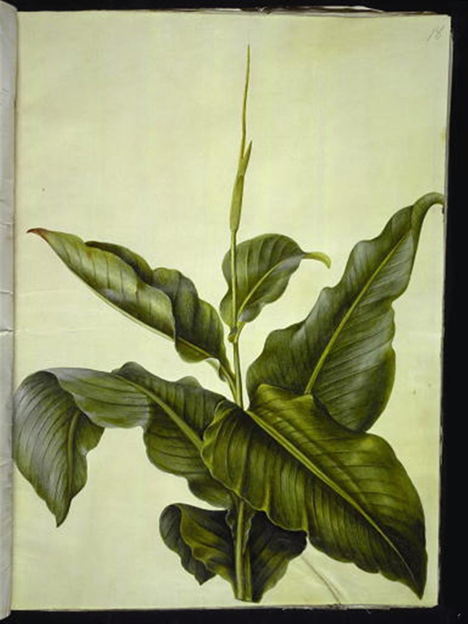 Canna (canna) de Hans Simon Holtzbecker