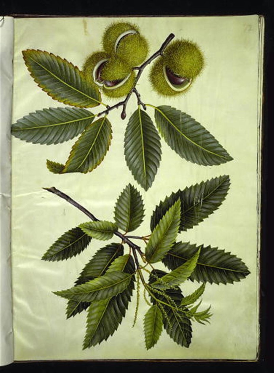 Castanea sativa (castaño) de Hans Simon Holtzbecker