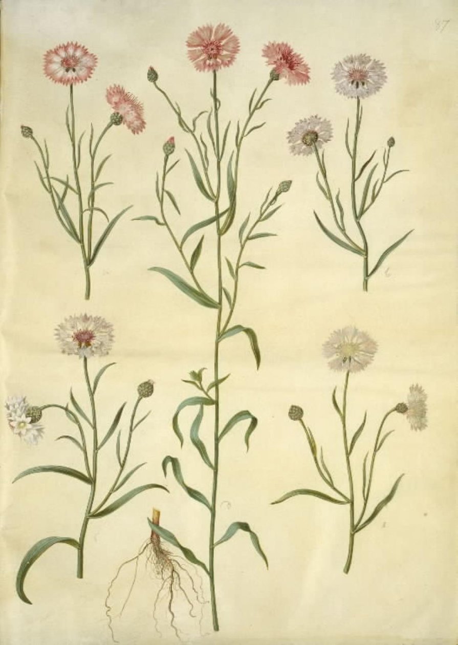 Centaurea cyanus (aciano) de Hans Simon Holtzbecker