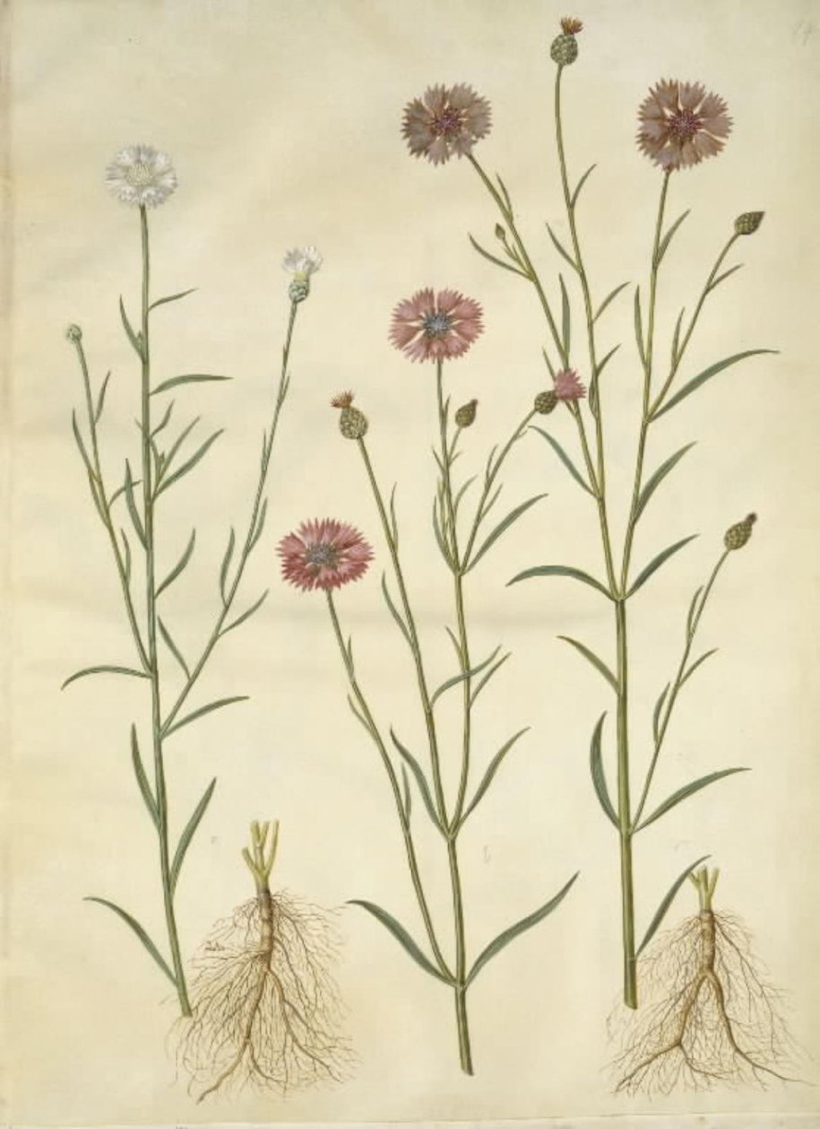 Centaurea cyanus (aciano) de Hans Simon Holtzbecker