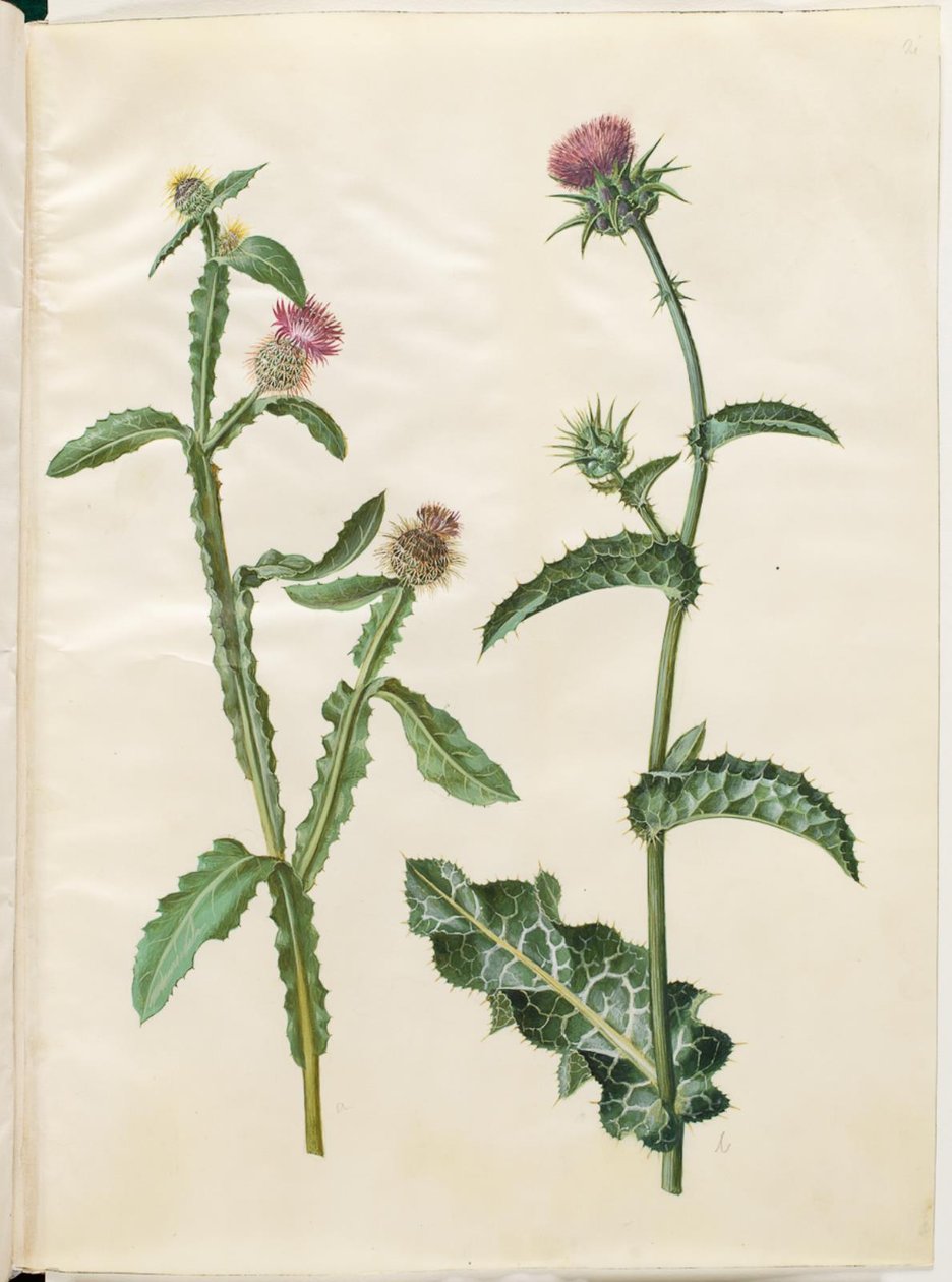 Centaurea seridis; Silybum marianum de Hans Simon Holtzbecker