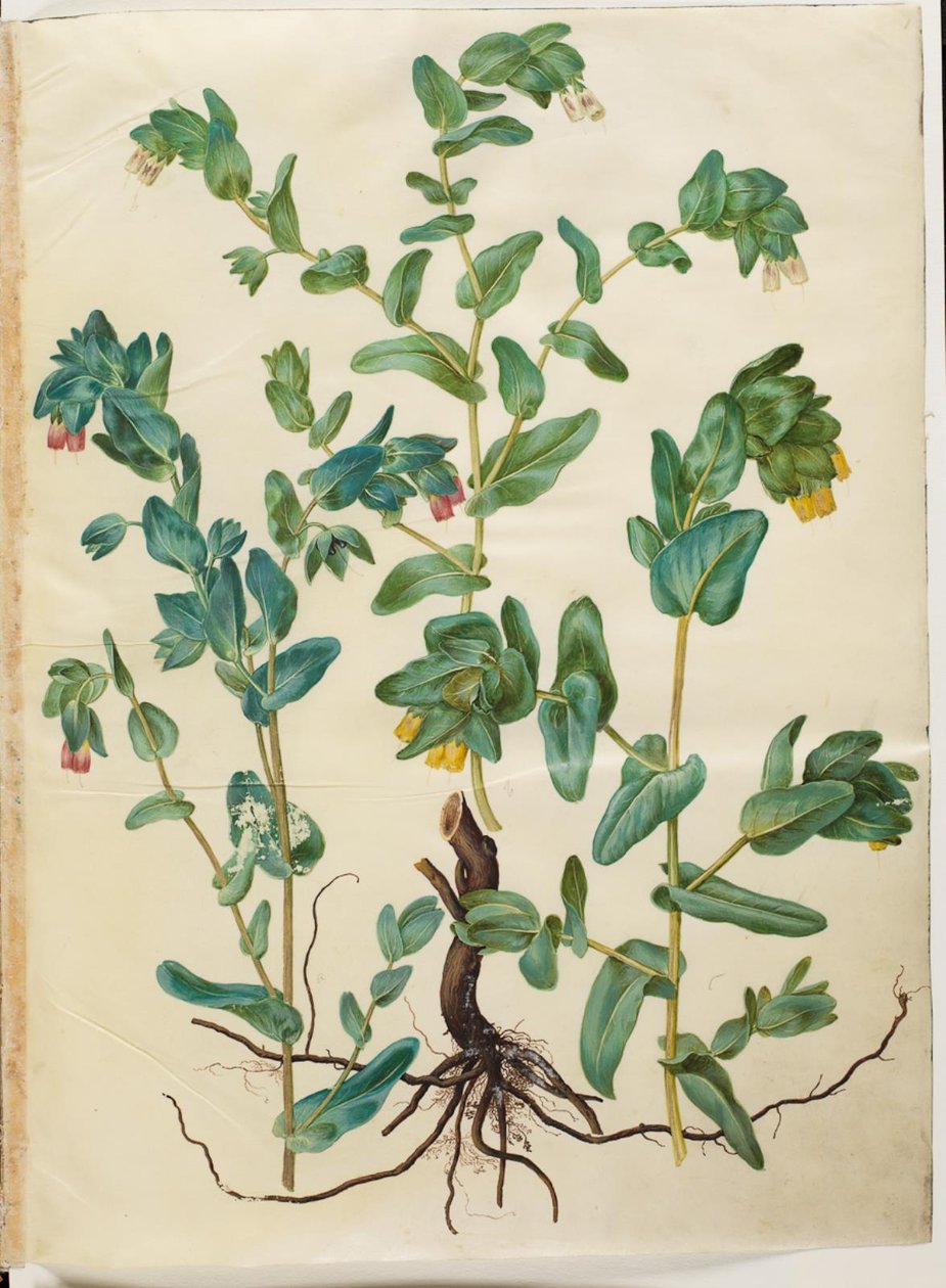 Cerinthe major (gran cera) de Hans Simon Holtzbecker