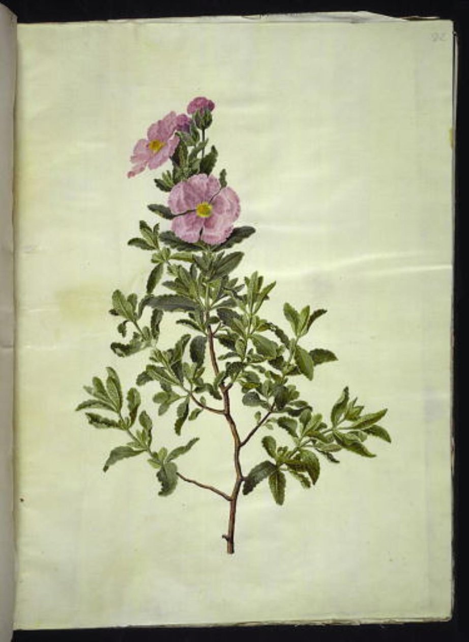 Cistus creticus (jara de Creta) de Hans Simon Holtzbecker