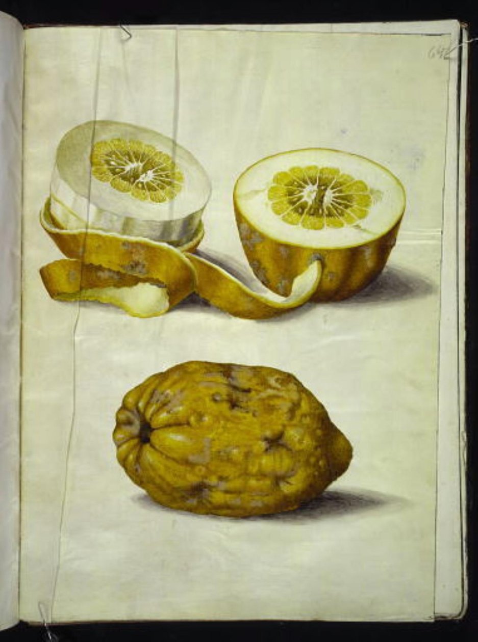 Citrus medica (cidra) de Hans Simon Holtzbecker