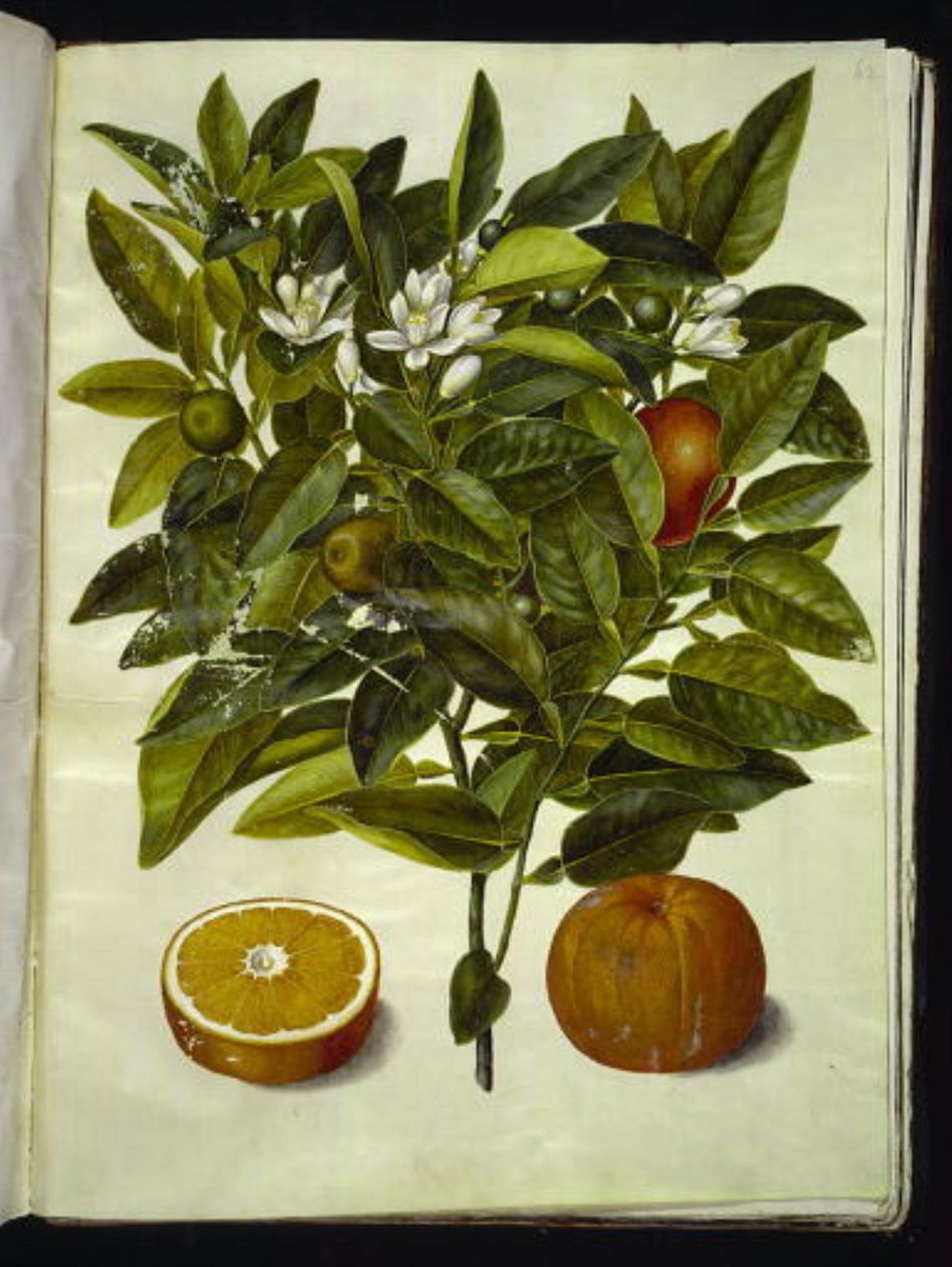 Citrus sinensis (naranja) de Hans Simon Holtzbecker