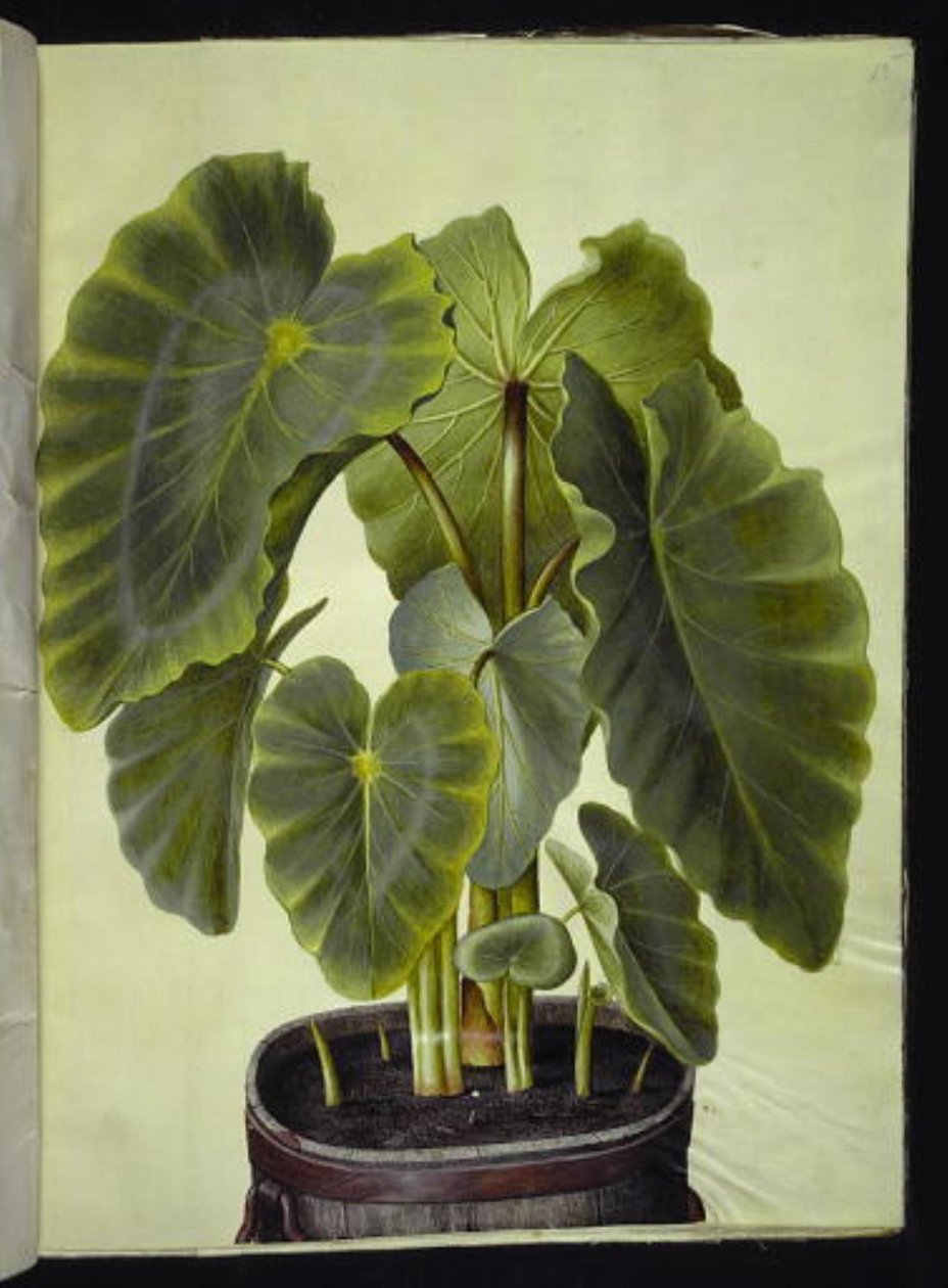 Colocasia esculenta (taro) de Hans Simon Holtzbecker