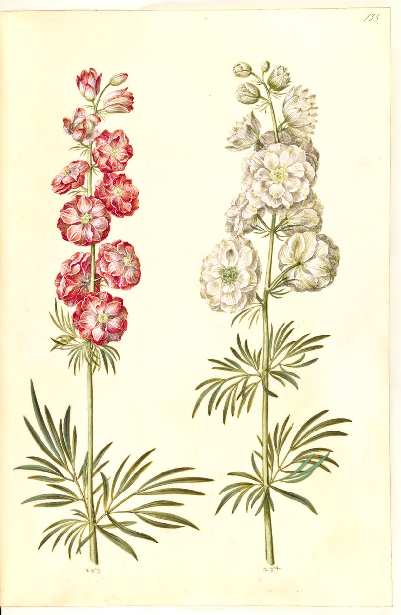 Consolida ajacis (espuela de caballero) de Hans Simon Holtzbecker