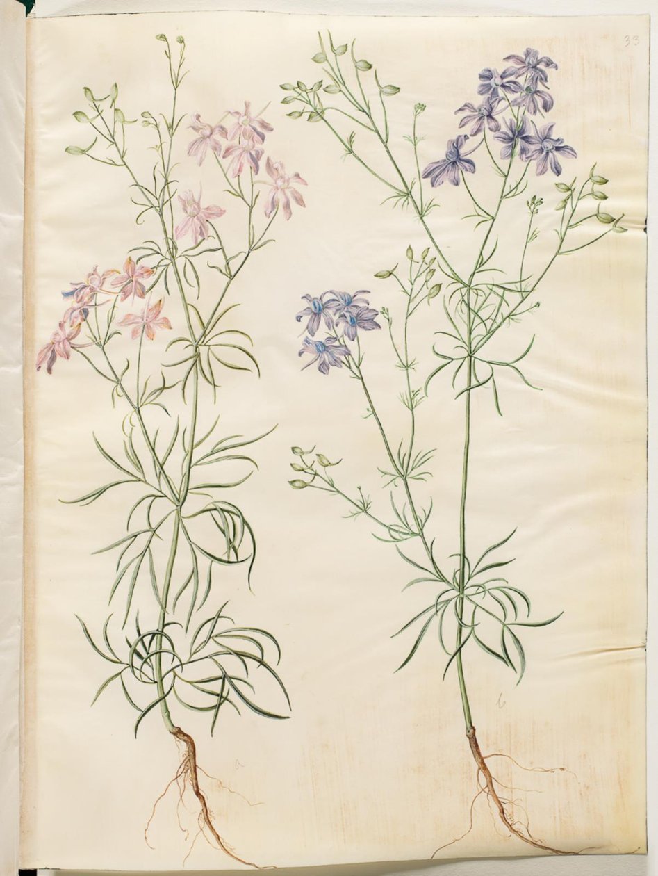 Consolida regalis (espuela de caballero) de Hans Simon Holtzbecker