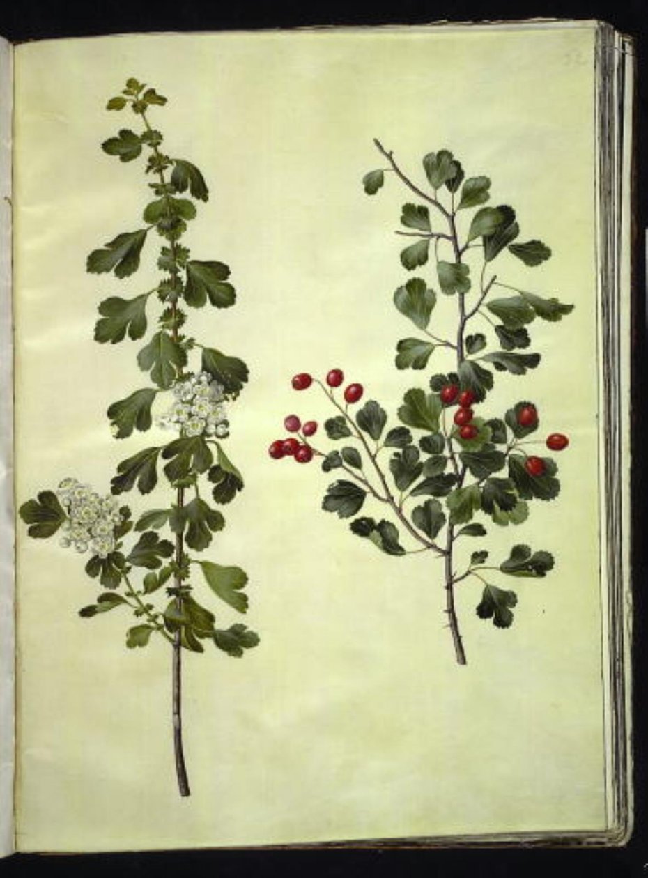 Crataegus laevigata (espino blanco común) de Hans Simon Holtzbecker