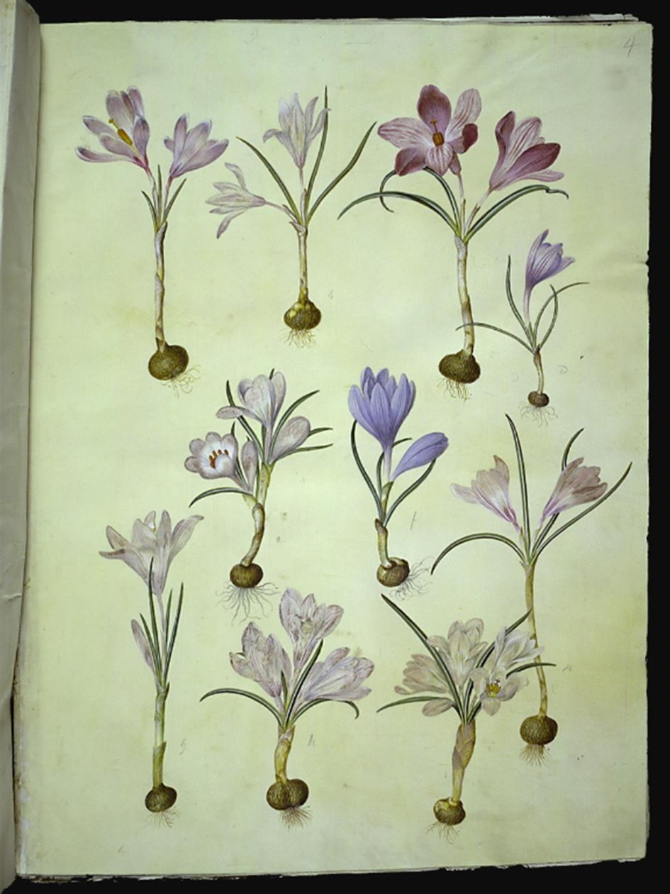 Crocus vernus (azafrán de primavera) de Hans Simon Holtzbecker