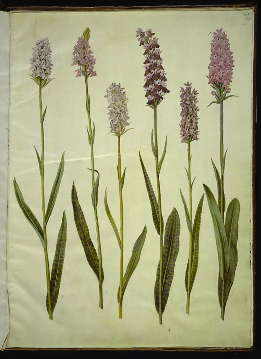 Dactylorhiza maculata (orquídea manchada) de Hans Simon Holtzbecker
