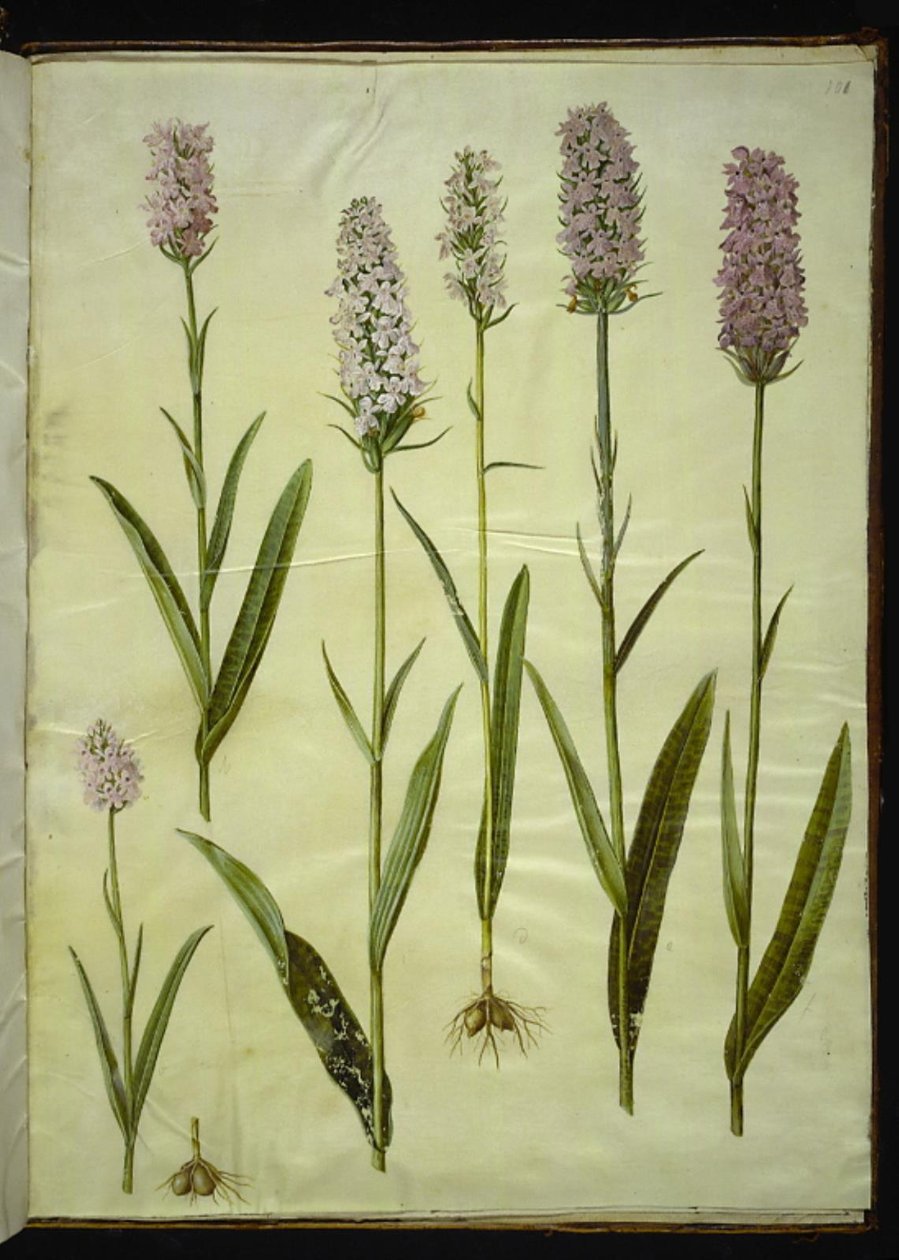 Dactylorhiza maculata (orquídea manchada) de Hans Simon Holtzbecker