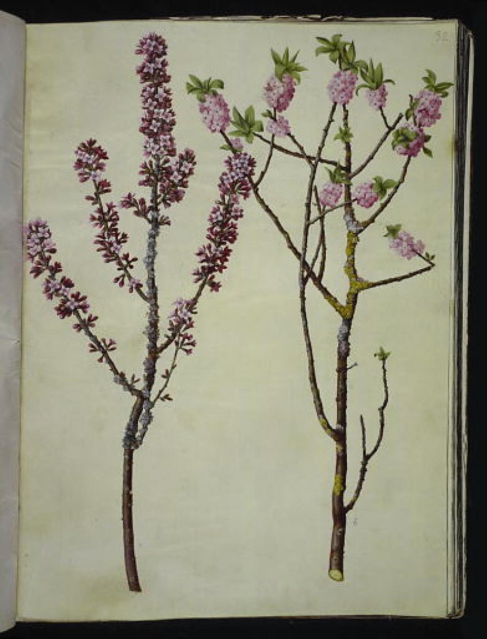 Daphne mezereum (mezereo) de Hans Simon Holtzbecker