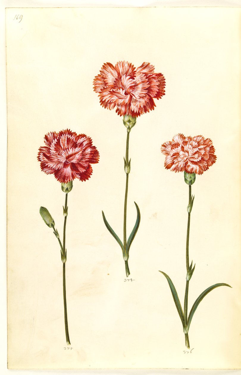 Dianthus caryophyllus (clavel de jardín) de Hans Simon Holtzbecker