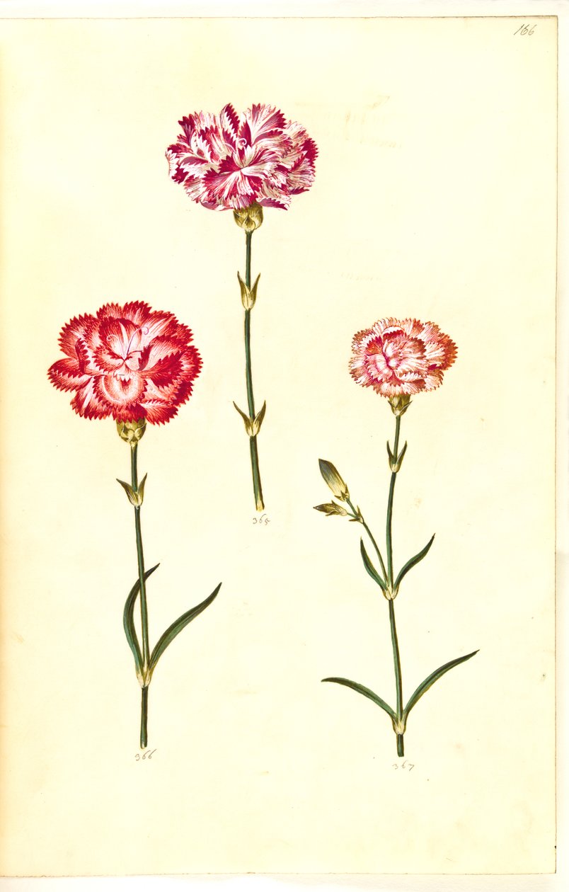 Dianthus caryophyllus (clavel de jardín) de Hans Simon Holtzbecker