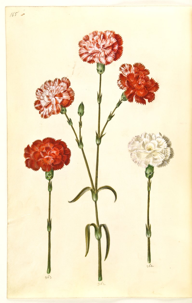 Dianthus caryophyllus (clavel de jardín) de Hans Simon Holtzbecker