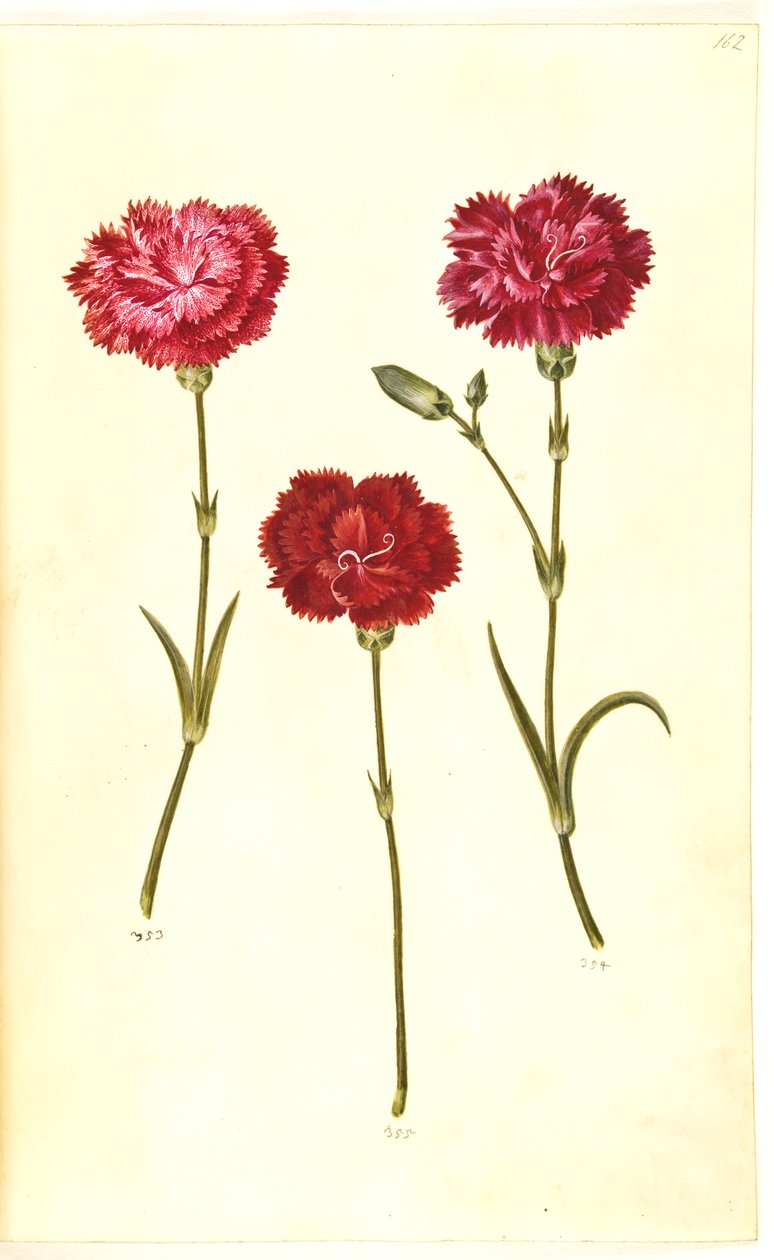 Dianthus caryophyllus (clavel) de Hans Simon Holtzbecker