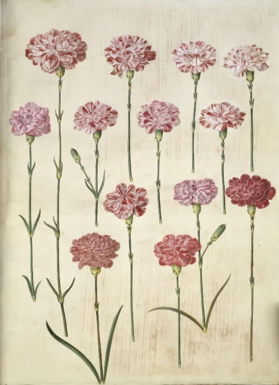 Dianthus caryophyllus (clavel de jardín) de Hans Simon Holtzbecker