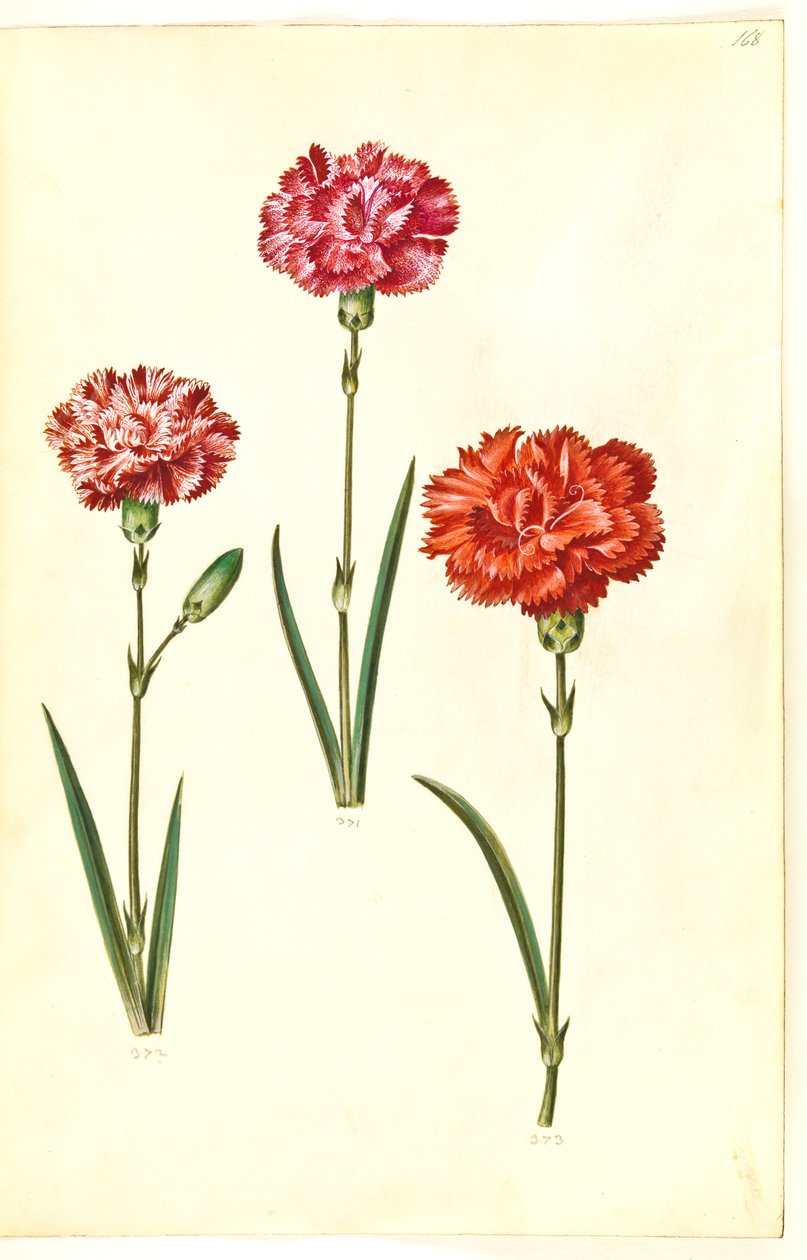 Dianthus caryophyllus (clavel) de Hans Simon Holtzbecker